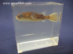 Foto Galerie/Tetraodontiformes/Tetraodon lineatus/Tetraodon lineatus_01_S.jpg